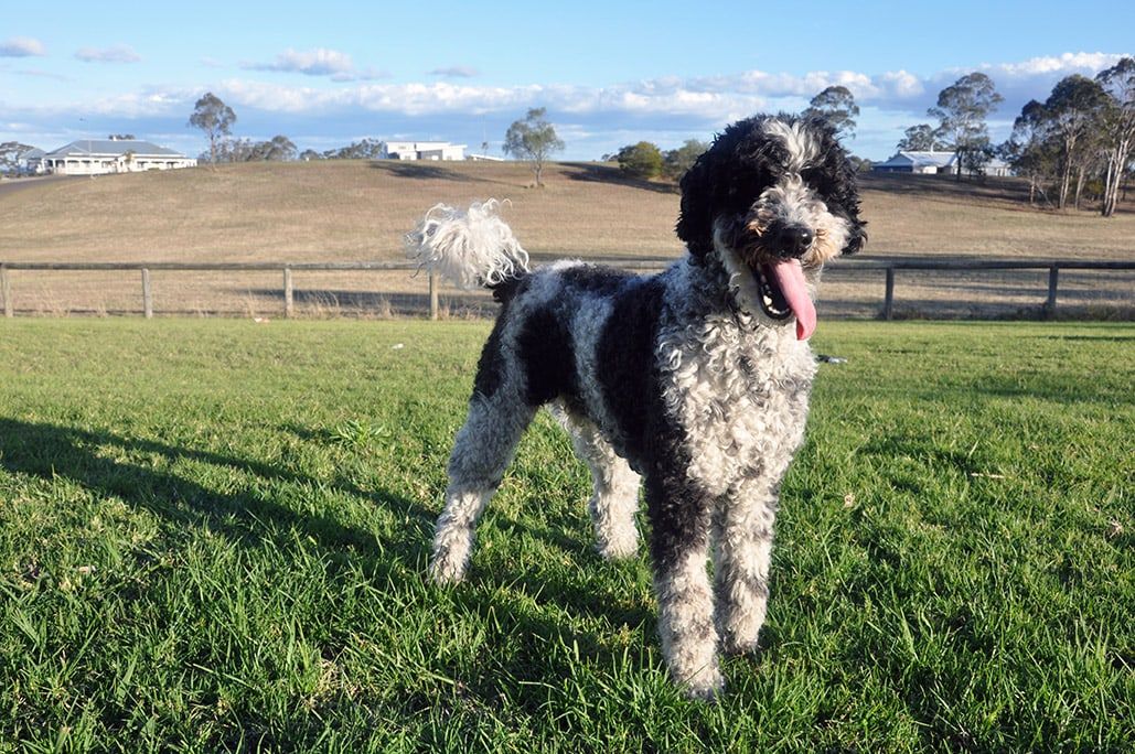 Giant Schnoodle