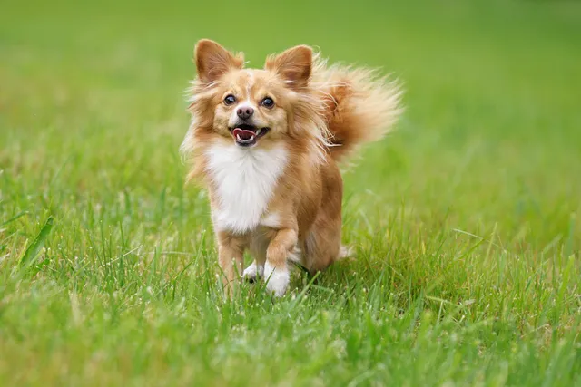 6 Common Chihuahua Health Problems: Our Vet Explains