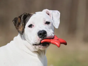 When Do Dogs Stop Teething? Vet-Approved Anatomy Facts