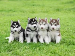 15 Fascinating Puppy Facts That Will Surprise You