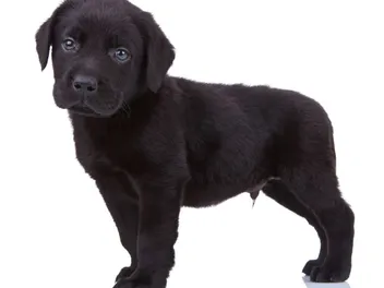 Labrador Retriever Puppies for Sale in Texas: 2026 Breeders List