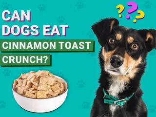 Can Dogs Eat Cinnamon Toast Crunch? Vet-Verified Nutrition Facts & FAQ