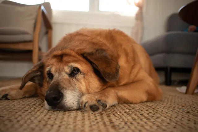 Hypothyroidism in Dogs: Signs, Causes, Care & FAQ (Vet Answer)