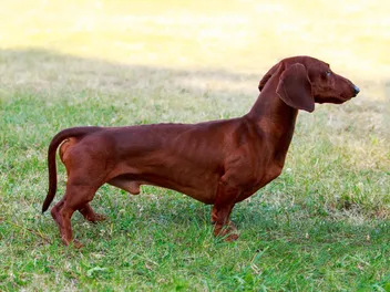 Why Are Dachshunds So Long? Vet-Reviewed Anatomy & Special Considerations