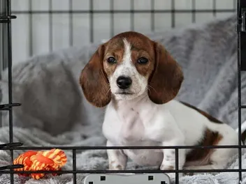 My Puppy Hates the Crate: How to Get Them to Love It (Vet-Approved Tips)