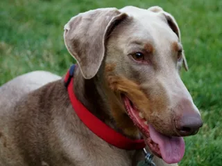 Fawn Doberman Dog Breed: Info, Pictures, Origin & History