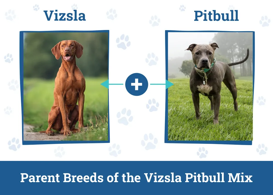 Parent Breeds of the Vizsla Pitbull Mix