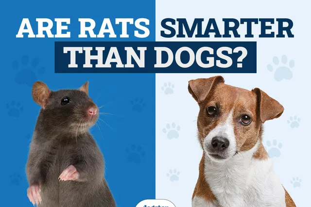 Are Rats Smarter Than Dogs? Vet-Verified Facts & FAQ
