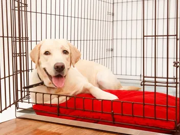 Do Dogs Like Crates? Vet-Approved Facts & FAQ
