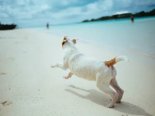10 Best Dog Sunscreens in 2026: Reviews & Top Picks