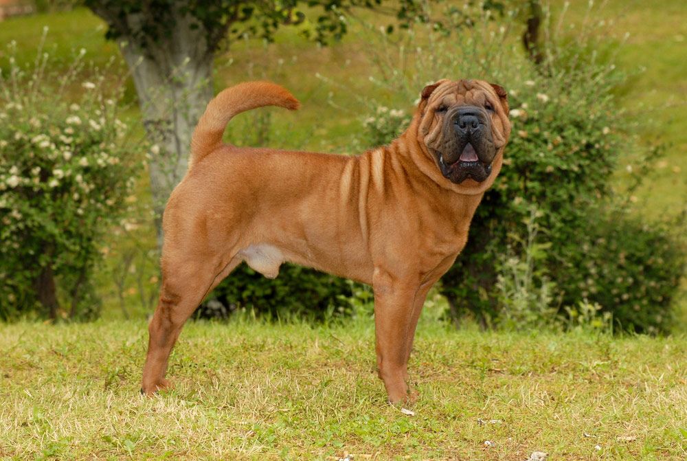 shar pei dog standing on grass
