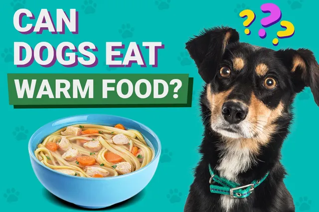 Can Dogs Eat Warm Food? Vet-Verified Benefits, Risks & Facts