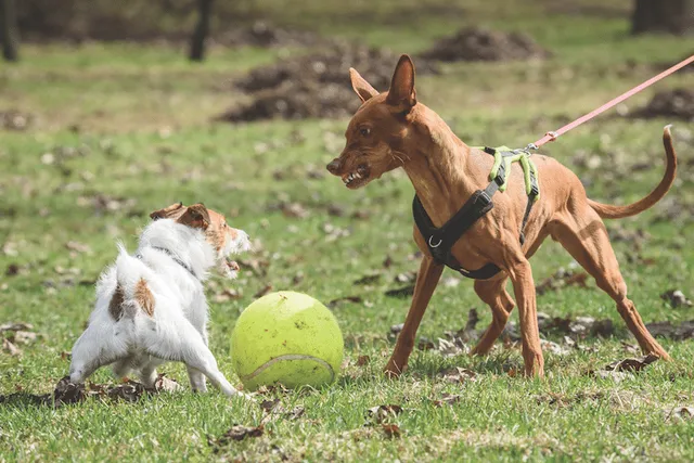 Is Your Dog a Bully? 5 Vet-Reviewed Signs & What to Do