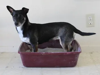How To Keep Dogs Out Of Cat Litter Boxes: 7 Vet-Approved Ways