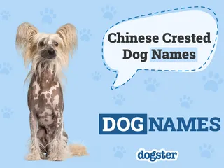 100+ Chinese Crested Dog Names: Ideas for Unique Dogs