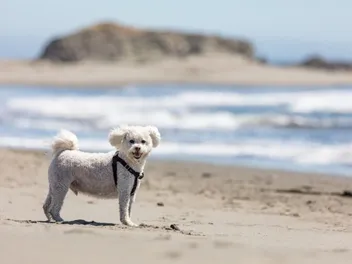 Top 9 Dog-Friendly Beaches in the Florida Panhandle in 2026: On & Off Leash Places to Go