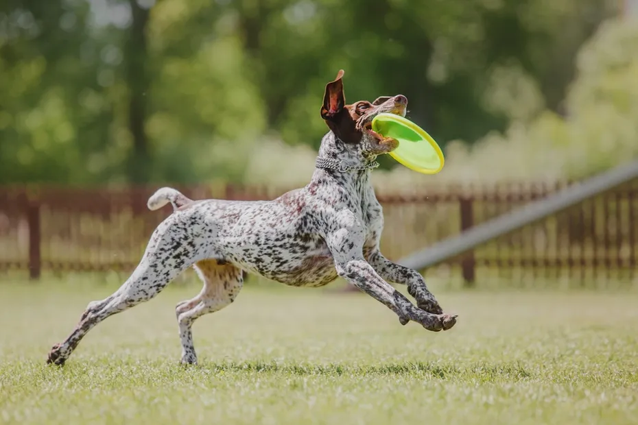 dog catching frisbee