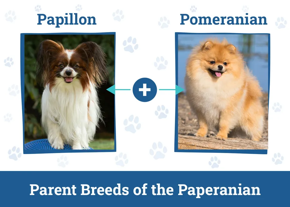 Parent Breeds of the Paperanian