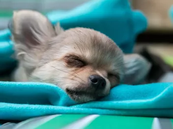 20 Lazy Dog Breeds to Relax With: Small & Large (With Info & Pictures)