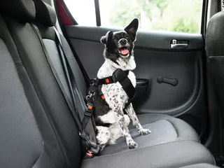 What Are Dog Transportation Services? Types, Uses, Pros & Cons