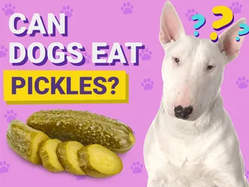 Can Dogs Eat Pickles? Vet-Verified Nutrition Facts & FAQ