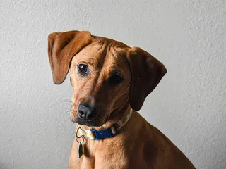 German Shepherd Bloodhound Mix: Info, Pictures, Care & More