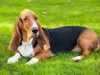 Is a Basset Hound Hypoallergenic? Vet-Verified Facts & FAQ