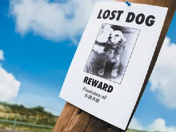 What to Do If Your Dog Runs Away: 10 Vet-Reviewed Tips