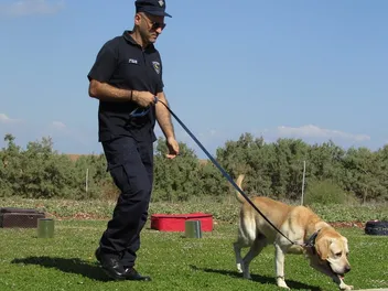 Alpha Dog Training: 11 Vet-Approved Tips