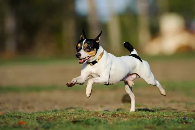 Does a GPS Implant for Dogs Exist? Here Are The Facts