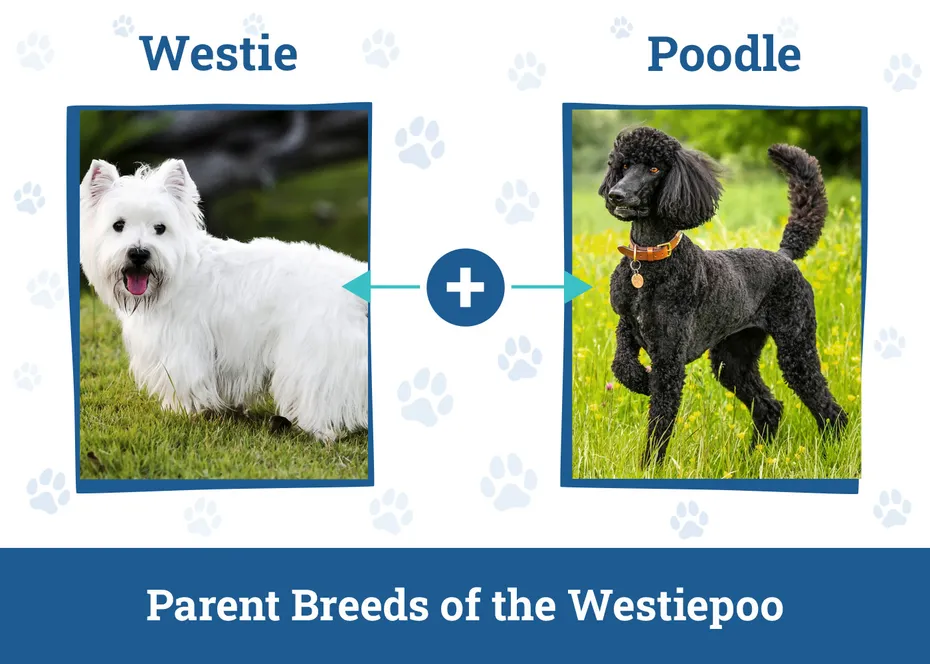 Parent Breeds of the Westiepoo