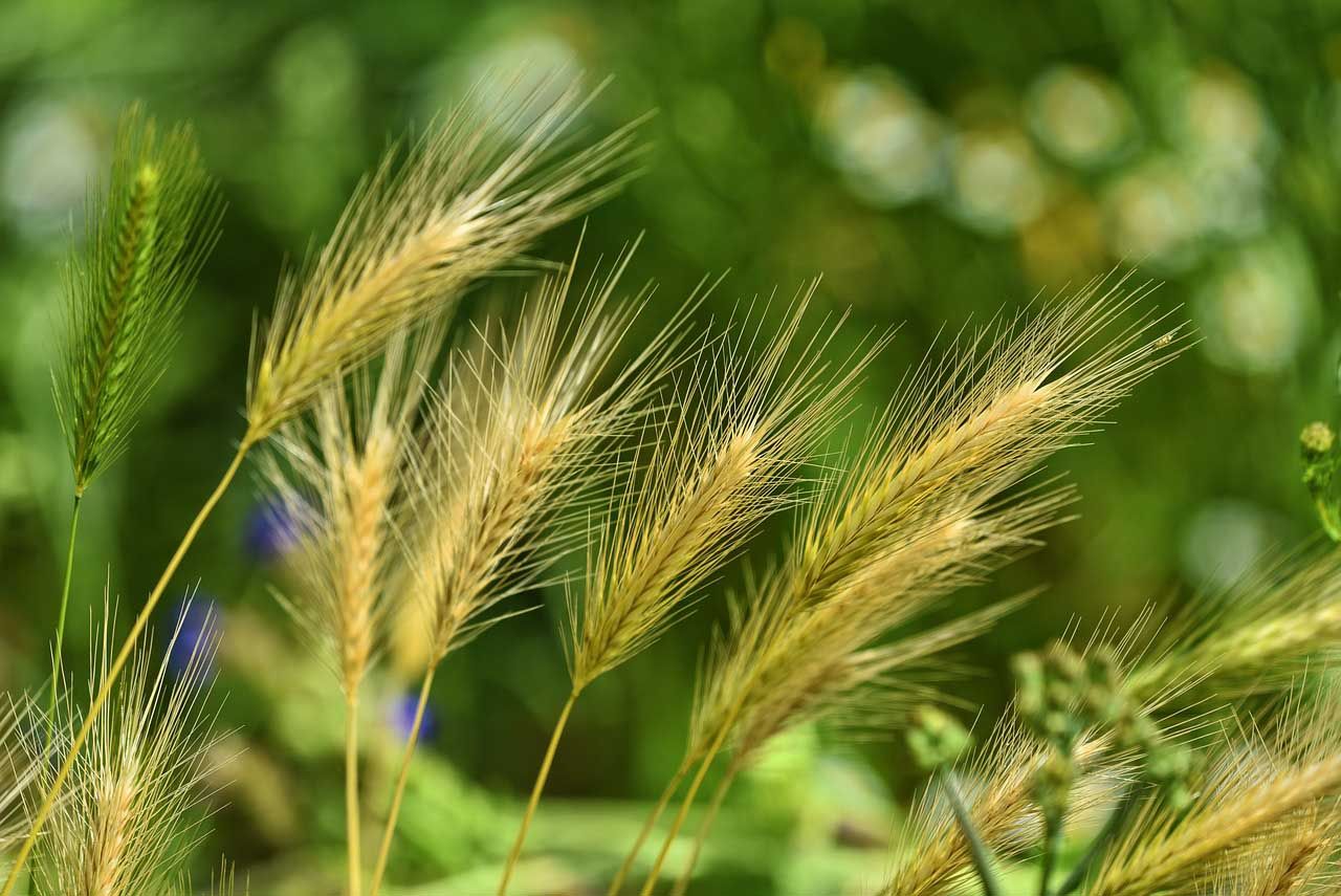 foxtail grass