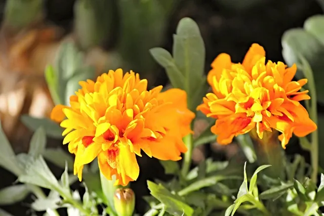 21 Vet-Verified Plants That Are Safe for Dogs: Pictures & Info
