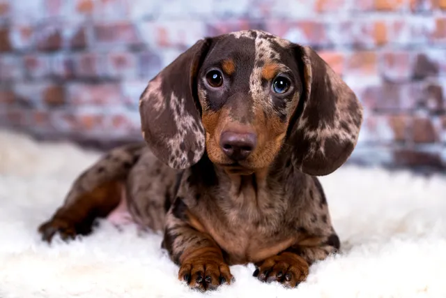 Dapple Dachshund: Info, Pictures, Origin & History