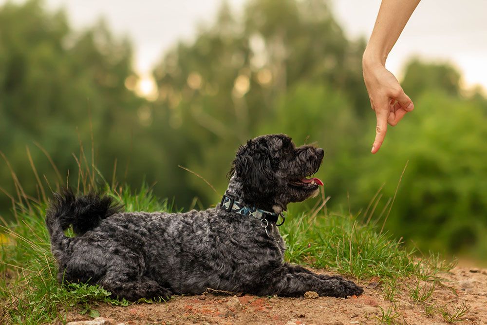 person commanding a maltipoo to lay down