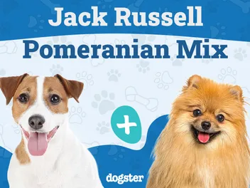 Jack-A-Ranian Dog Breed Guide: Info, Pictures, Care & More