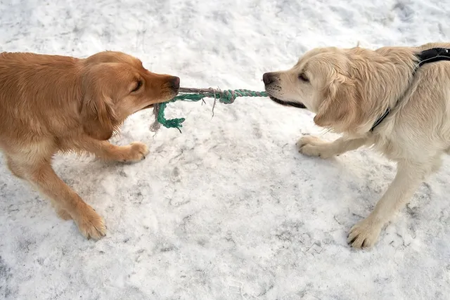 How to Teach Your Dog to Play Nicely With Other Dogs: 9 Tips & Tricks
