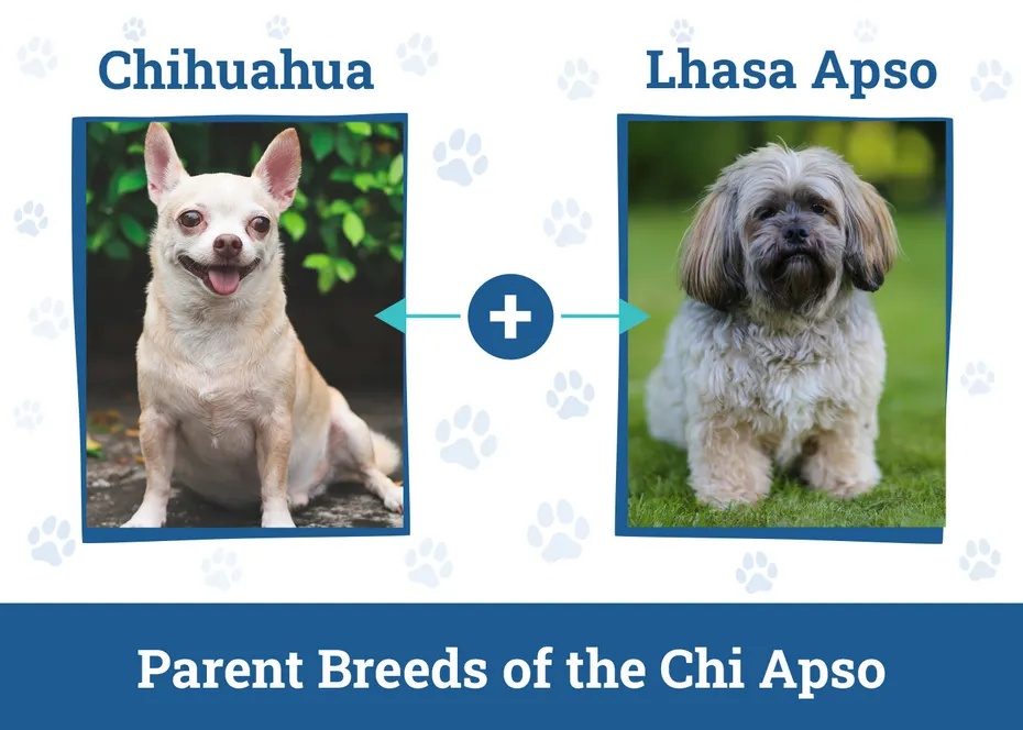 Parent Breeds of the Chi Apso