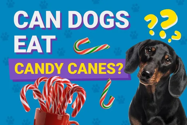Can Dogs Eat Candy Canes? Vet-Approved Facts & Safety Guide