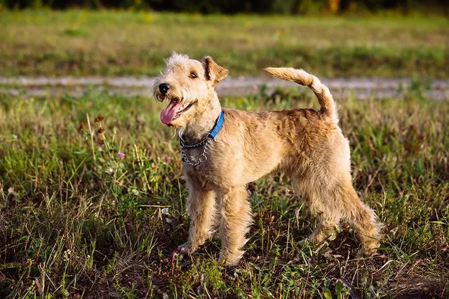 Lakeland Terrier: Dog Breed Info, Pictures, Traits & Care
