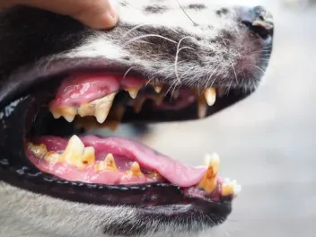 Dog Cavities: Signs, Causes, Diagnosis & Care (Vet Answer)