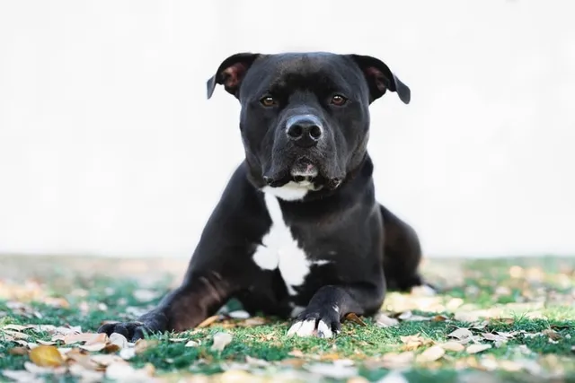 When Does a Pitbull Go into Heat? Vet-Verified Facts & FAQ