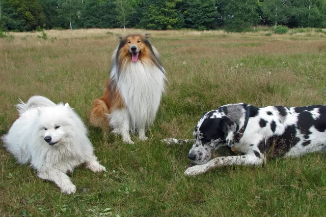 90+ Best Dog Breeds for Kids, Guarding & More (With Info & Pictures)