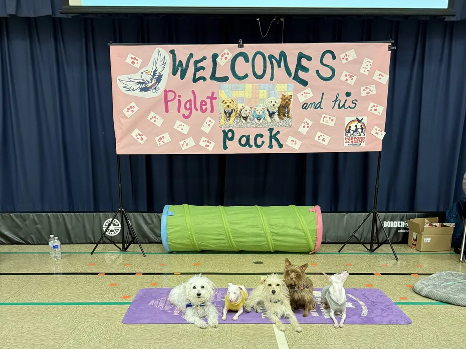 Five small dogs sitting on a mat in front of a welcome banner