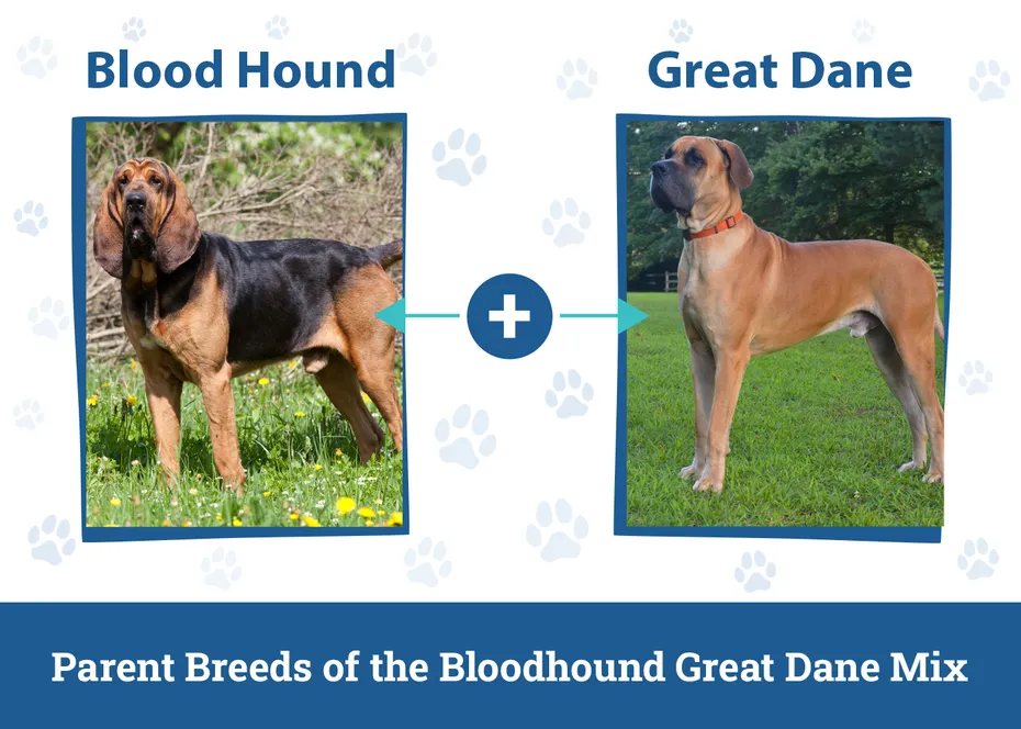 Parent Breeds of the Bloodhound Great Dane Mix