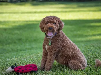 How Big Does a Cavapoo Get? Average Weight & Growth Chart (Vet-Reviewed)