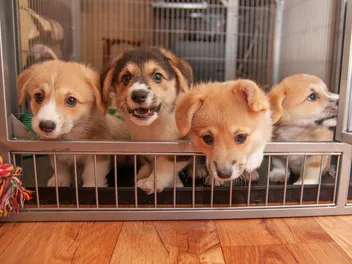 Why Is Breeding Dogs Bad? Vet-Verified Facts & FAQ