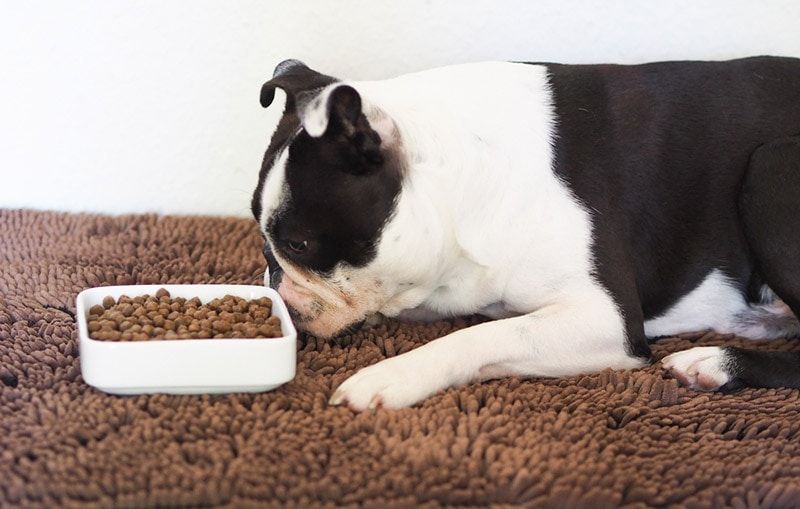 boston terrier dog eating from white bowl