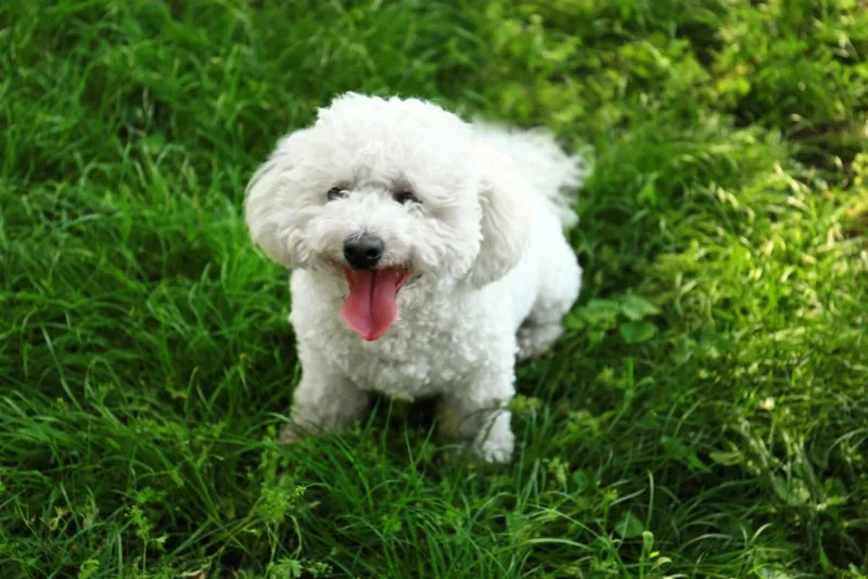 Bichon Frise dog sitting on grass at the park