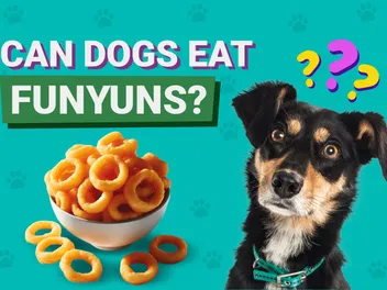 Can Dogs Eat Funyuns? Vet-Approved Facts & FAQ